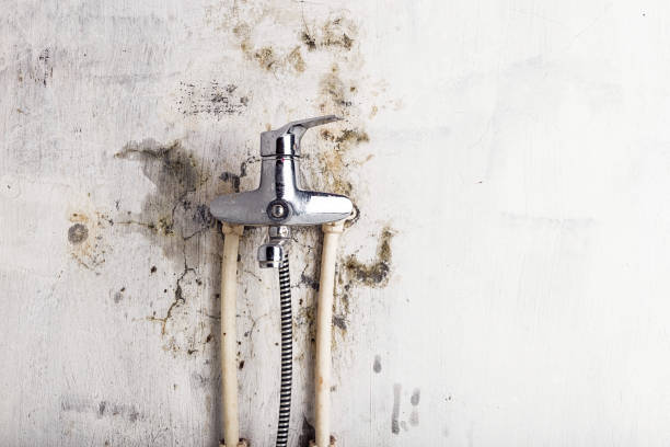 Certified Mold Removal in Santa Clarita, CA