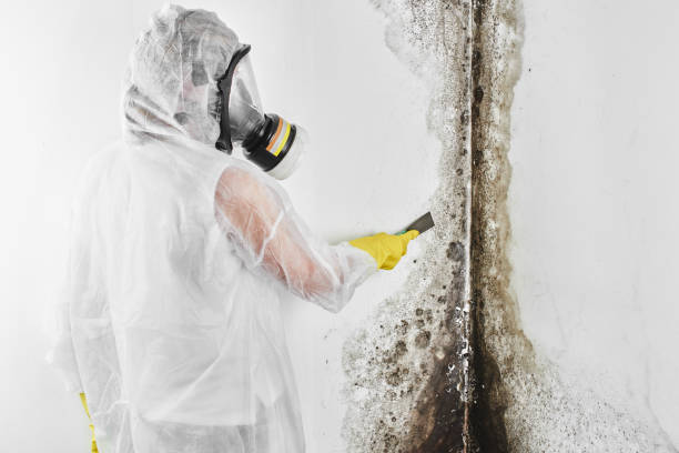 Best Black Mold Removal  in Santa Clarita, CA