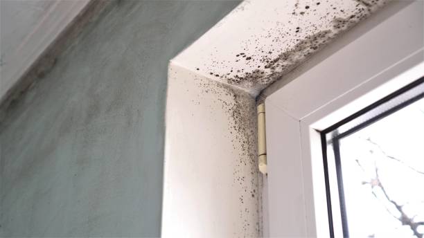 Office Mold Removal Services in Santa Clarita, CA