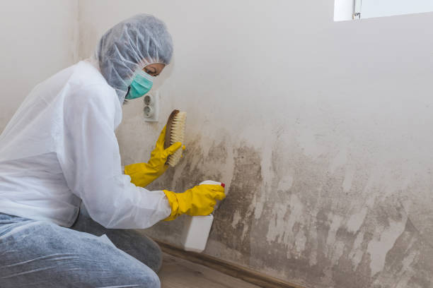 Best Professional Mold Removal  in Santa Clarita, CA
