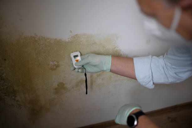 Best Mold Cleaning Services  in Santa Clarita, CA