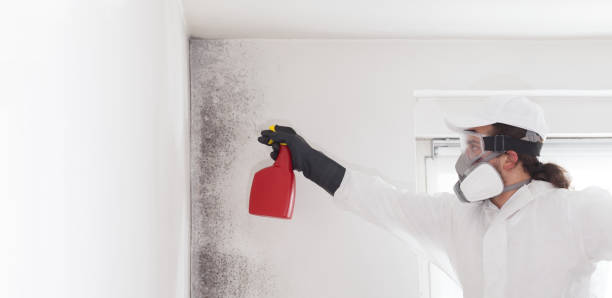 Best Mold Testing  in Santa Clarita, CA