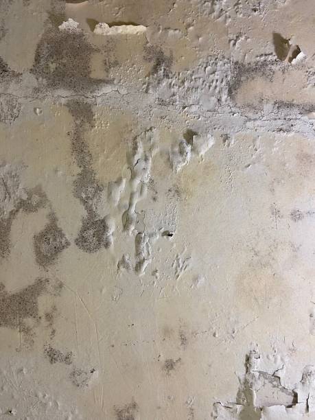 Professional Mold Removal in Santa Clarita, CA